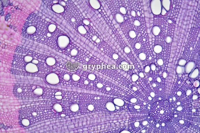 Racine de Chêne (détail) CT x15 - gryphea.com